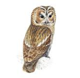 Tawny DDBF
